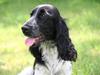 Cocker spaniel Freya