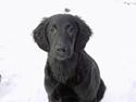 Flat coated retriever falco