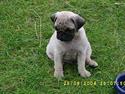 Mops Killian