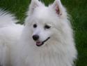 Japansk spids Inu-Chibi's Amazing Iza