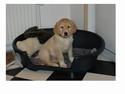 Golden retriever Mario