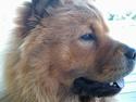 Chow chow Lazie (død 15/2-07)