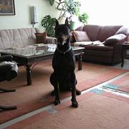 Dobermann Taras Zil Sawages