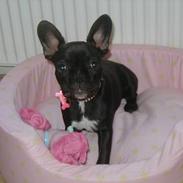 Fransk bulldog Karla