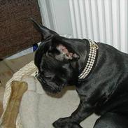 Fransk bulldog Karla