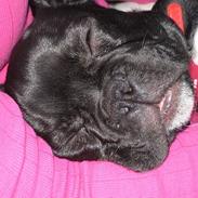 Fransk bulldog Karla
