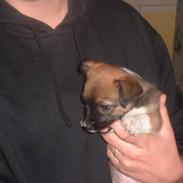 Blanding af racer moly