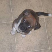 Blanding af racer moly