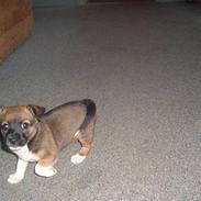 Blanding af racer moly