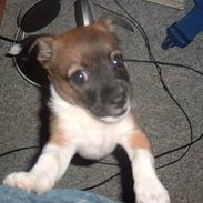 Blanding af racer moly