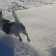 Blanding af racer * Bosse R.I.P.