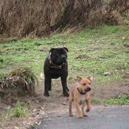 Staffordshire bull terrier chili