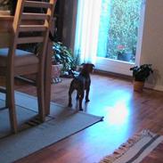 Staffordshire bull terrier chili