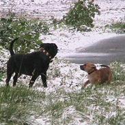 Staffordshire bull terrier chili