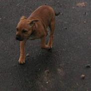 Staffordshire bull terrier chili