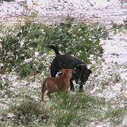 Staffordshire bull terrier chili