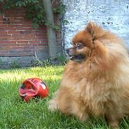 Pomeranian Rocky R.I.P. min skat