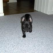 Fransk bulldog Charlie