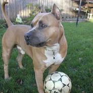 Amerikansk staffordshire terrier Håkon