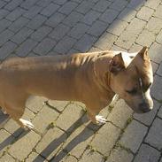 Amerikansk staffordshire terrier Håkon