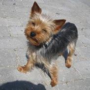 Yorkshire terrier Freja