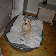 Amerikansk staffordshire terrier gucci