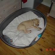 Amerikansk staffordshire terrier gucci