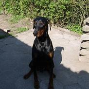 Dobermann (Gennings El-Nino)Jack