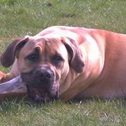 Boerboel Mischa