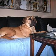 Boerboel Mischa