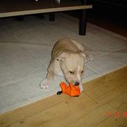 Amerikansk staffordshire terrier gucci