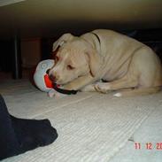 Amerikansk staffordshire terrier gucci