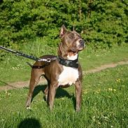 Amerikansk staffordshire terrier Blue R.I.P