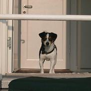 Blanding af racer Daffy