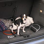 Blanding af racer Daffy