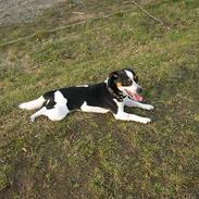 Blanding af racer Daffy