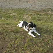 Blanding af racer Daffy