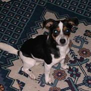 Blanding af racer Daffy