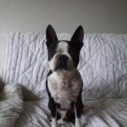 Boston terrier Tex