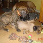 Grand danois Dandanell`s Cæsar 