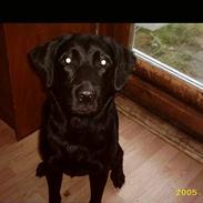 Labrador retriever siffe