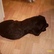 Labrador retriever siffe