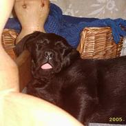 Labrador retriever siffe
