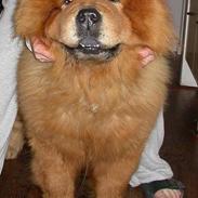 Chow chow Futte