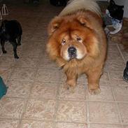 Chow chow Futte