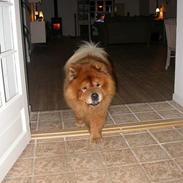 Chow chow Futte