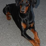 Dobermann (Gennings Ebony)Sheba R.I.P.