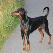 Dobermann (Gennings Ebony)Sheba R.I.P.