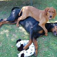 Dobermann (Gennings Ebony)Sheba R.I.P.