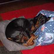 Dobermann (Gennings Ebony)Sheba R.I.P.